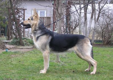 East european shepherd: Galateya Mlechniy Put'