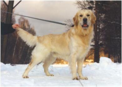 Golden retriever: Goldstep Acoustic Sound