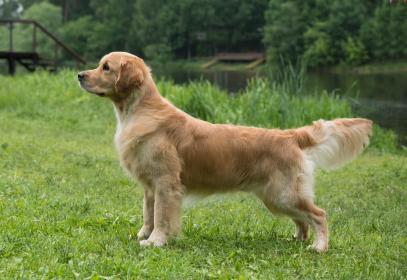 Golden retriever: Musketeer Sneh Tatier