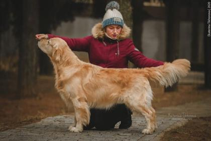 Golden retriever: Fine Art Rudgieri Por Favor