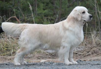 Golden retriever: Voyage du Bois de la Rayere