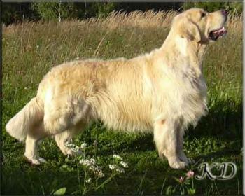 Golden retriever: Karvin Trendsetter