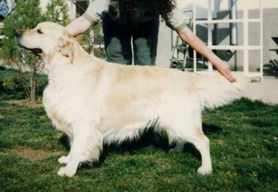 Golden retriever: Jackralee Onyx of Galans