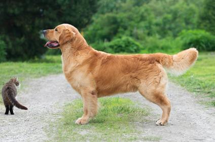 Golden retriever: PROMETEEV OGON OT LADYYULI