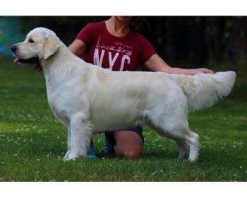 Golden retriever: Jako's Together Keep Love