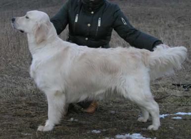 Golden retriever: Lovely Rus Day Simona Cleo