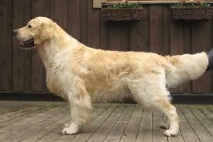 Golden retriever: Ramchaine Wist