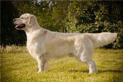 Golden retriever: Dior Des Jardins D'Epona