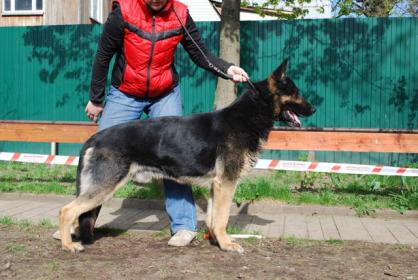 East european shepherd: Grand Lyubimiy Drug