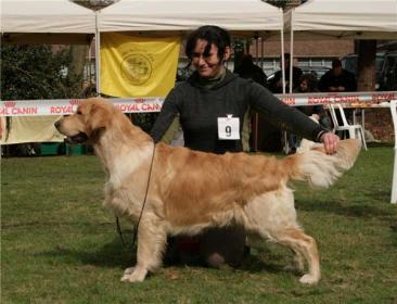 Golden retriever: Fine Art Rudgieri Hermes