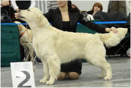 Golden retriever: Christopher Du Bois De La Rayere