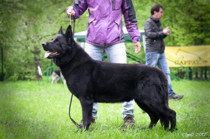 East european shepherd: Alkhabor