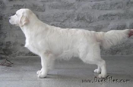 Golden retriever: Remington Razzle Dazzle