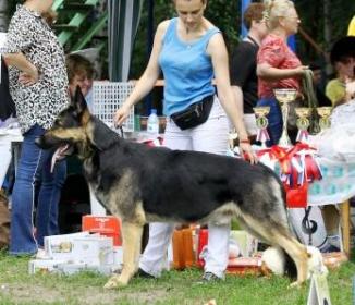 East european shepherd: Garseniy