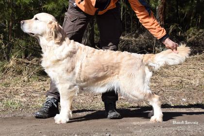 Золотистый ретривер: Сканди Санрайз Жасмин