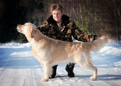 Golden retriever: Floprym Idol Erik