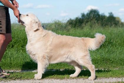 Golden retriever: Rossmix No Secrets