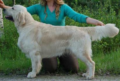 Golden retriever: Primrose's Dream Amazing Lad