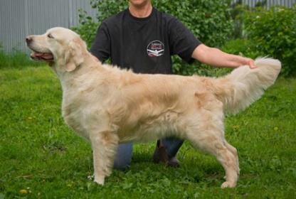 Golden retriever: Skandi Sanraiz Napoli