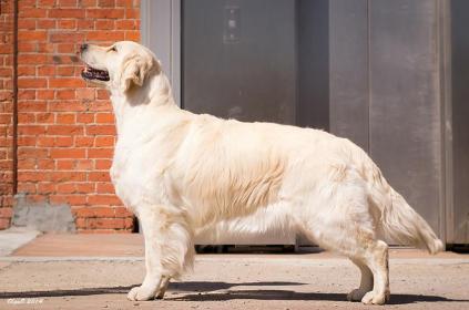 Golden retriever: Skandi Sanraiz Holiday