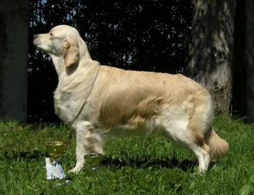 Golden retriever: Skandi Sanraiz Corona Del Mar