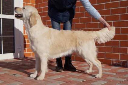 Golden retriever: Skandi Sanraiz Mariange