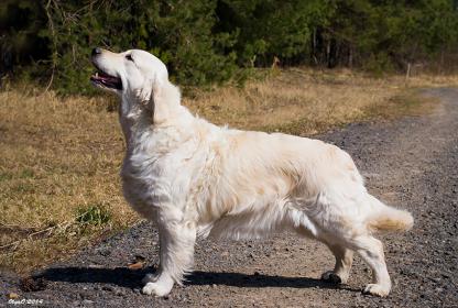 Golden retriever: Arkandorus Go Ahead Skandi Sanraiz