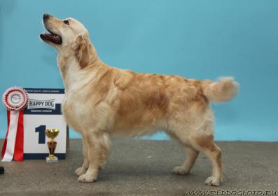 Golden retriever: Skandi Sanraiz Sorrento