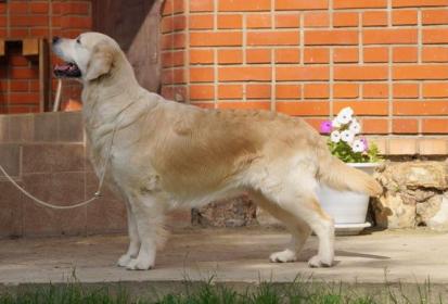 Golden retriever: Skandi Sanraiz Zabava