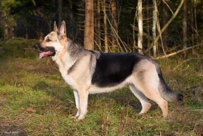 East european shepherd: Gospozha Udacha iz Ksaro Chestnaya Igra