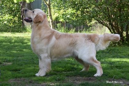 Golden retriever: Golden Supreme Times Square