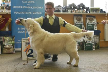 Golden retriever: Stenveyz Melon Pie