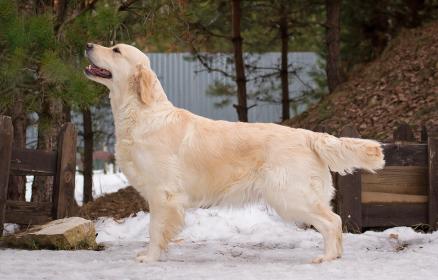 Golden retriever: Skandi Sanraiz Pikanta