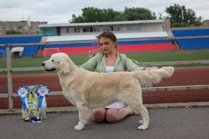 Golden retriever: Skandi Sanraiz Niagara