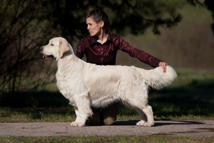 Golden retriever: Skandi Sanraiz Mozzarella