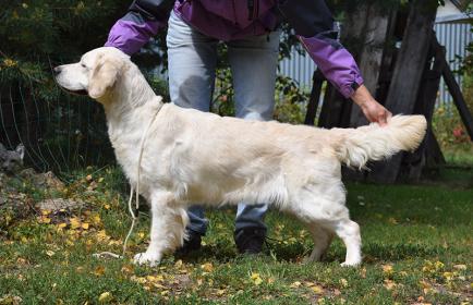 Golden retriever: Skandi Sanraiz Puma