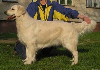 Golden retriever: Skandi Sanraiz Gladis Del Fioro