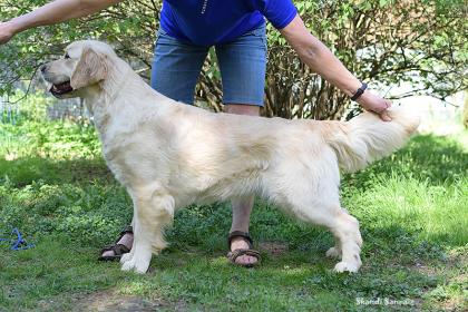 Golden retriever: Skandi Sanraiz Jasmin