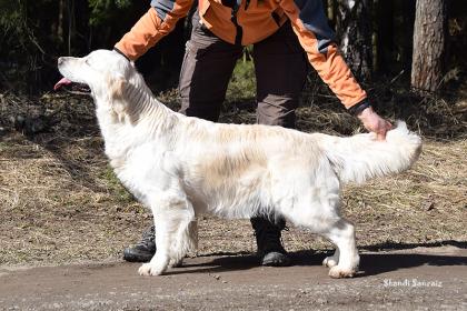 Золотистый ретривер: Сканди Санрайз Европа