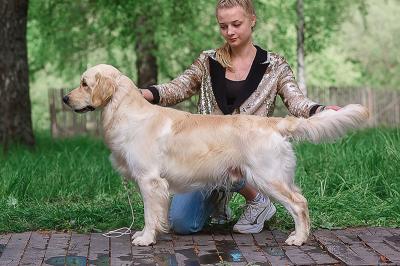 Golden retriever: Skandi Sanraiz Danko