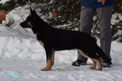 East european shepherd: Gvardefender Iskra