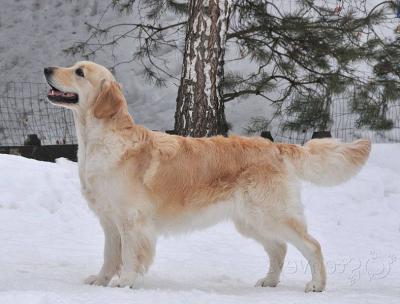 Golden retriever: Skandi Sanraiz Paola