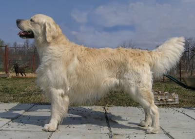 Golden retriever: Floprym I Am Swedish