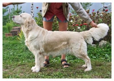 Golden retriever: Skandi Sanraiz Galaxy Elinor