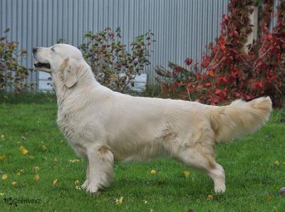 Golden retriever: Skandi Sanraiz Esperanza