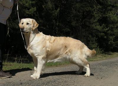 Golden retriever: Skandi Sanraiz Katalonia