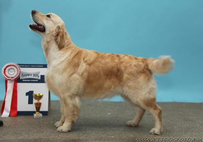 Golden retriever: Skandi Sanraiz Sorrento