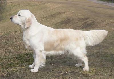 Golden retriever: Tramin Apricot Fire