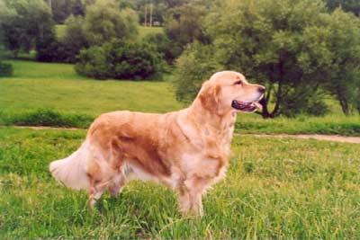 Golden retriever: Skandi Sanraiz Velvety Honey