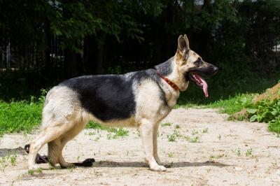 East european shepherd: Skandi Sanraiz Derzhava